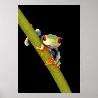 red eyed tree frog poster