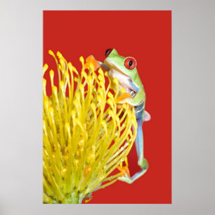 red eyed tree frog poster