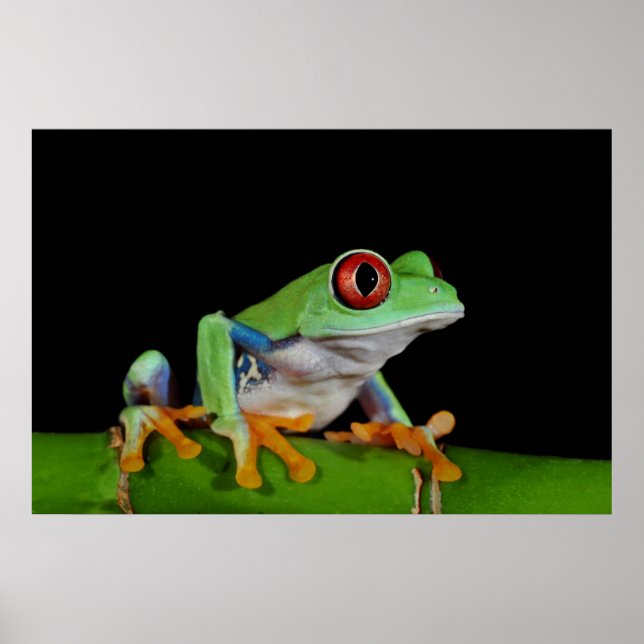 red eyed tree frog poster (Front)