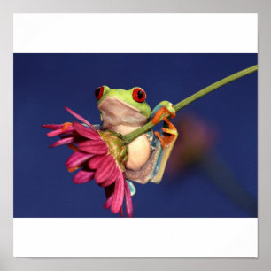 red eyed tree frog poster