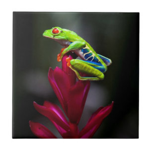 Red-eyed Tree Frog Tile