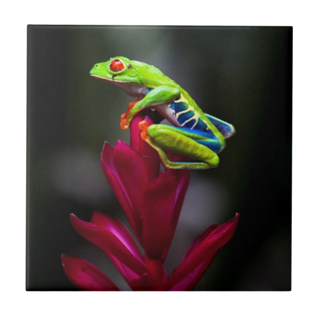 Red-eyed Tree Frog Tile (Front)