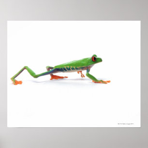Red eyed tree frog walking poster