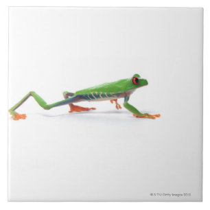Red eyed tree frog walking tile