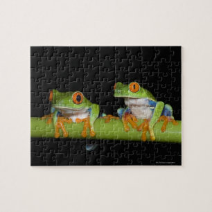 Red-eyed Tree Frogs (Agalychnis callidryas) Jigsaw Puzzle
