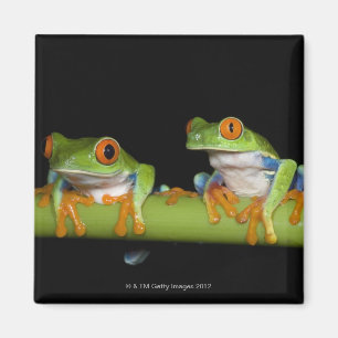 Red-eyed Tree Frogs (Agalychnis callidryas) on Magnet