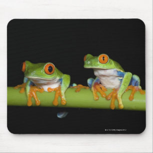 Red-eyed Tree Frogs (Agalychnis callidryas) on Mouse Mat