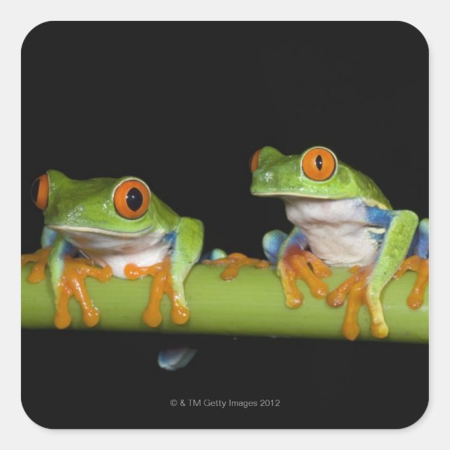 Red-eyed Tree Frogs (Agalychnis callidryas) on Square Sticker (Front)
