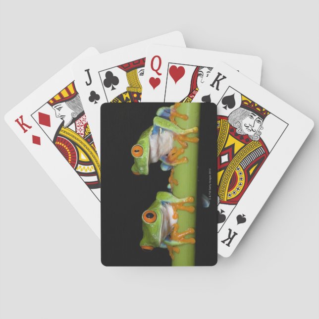 Red-eyed Tree Frogs (Agalychnis callidryas) Playing Cards (Back)