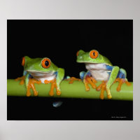 Red-eyed Tree Frogs (Agalychnis callidryas)