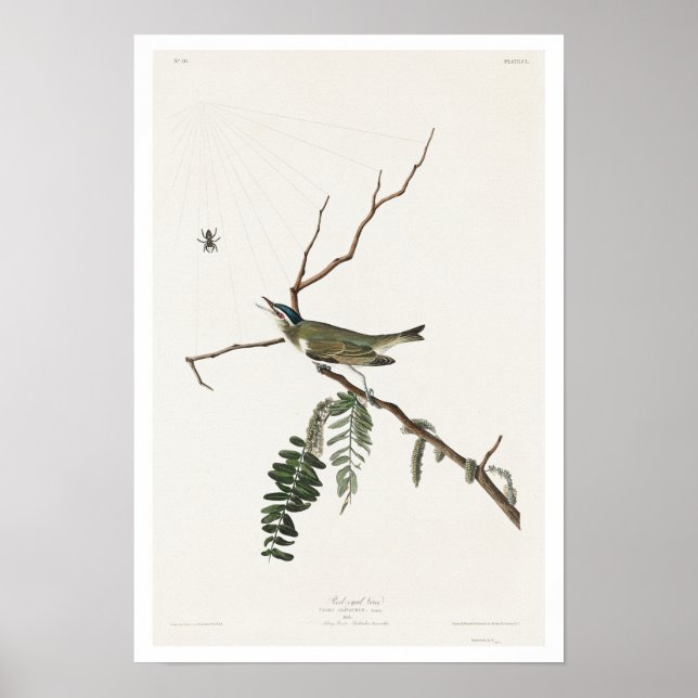 Red-eyed Vireo by Audubon Poster (Front)