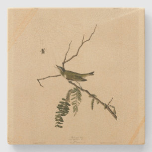 Red-eyed Vireo from Audubon's Birds of America Stone Coaster