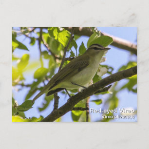 Red-eyed Vireo Postcard