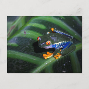 Red Eyes Frog On Leaf Postcard