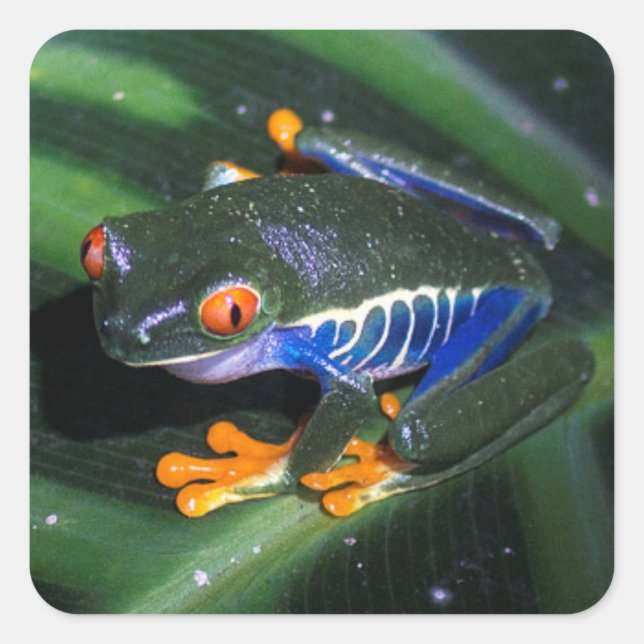Red Eyes Frog On Leaf Square Sticker (Front)