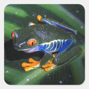 Red Eyes Frog On Leaf Square Sticker