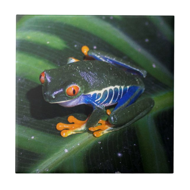 Red Eyes Frog On Leaf Tile (Front)