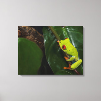 Red Eyes Frog On Stem Canvas Print