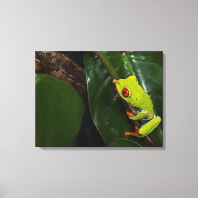 Red Eyes Frog On Stem Canvas Print (Front)