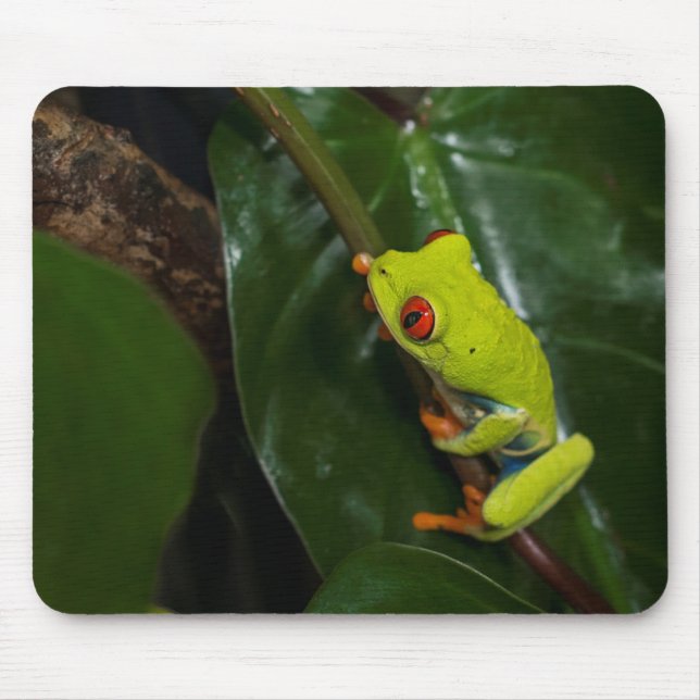 Red Eyes Frog On Stem Mouse Mat (Front)