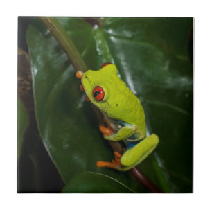 Red Eyes Frog On Stem Tile
