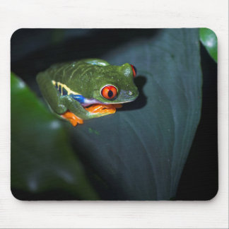 Red Eyes Frog Sitting Mouse Mat