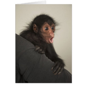 Red-faced Spider Monkey Ateles paniscus)