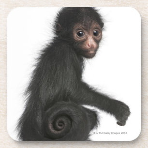 Red-faced Spider Monkey - Ateles paniscus (3 Coaster