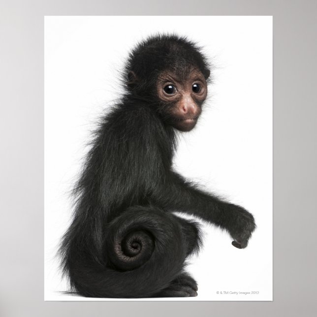 Red-faced Spider Monkey - Ateles paniscus (3 Poster (Front)