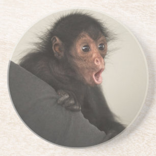 Red-faced Spider Monkey Ateles paniscus) Coaster