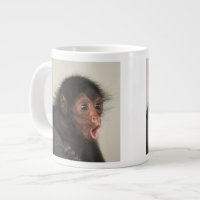 Red-faced Spider Monkey Ateles paniscus)