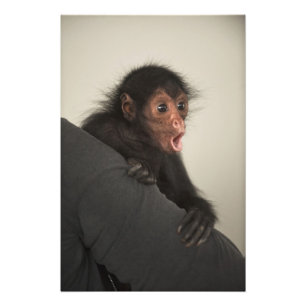 Red-faced Spider Monkey Ateles paniscus) Photo Print
