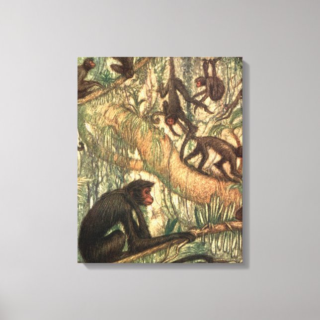 Red Faced Spider Monkeys by Louis Sargent Canvas Print (Front)