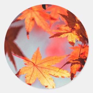 Red Fall Autumn Leaves Maple Tree Classic Round Sticker