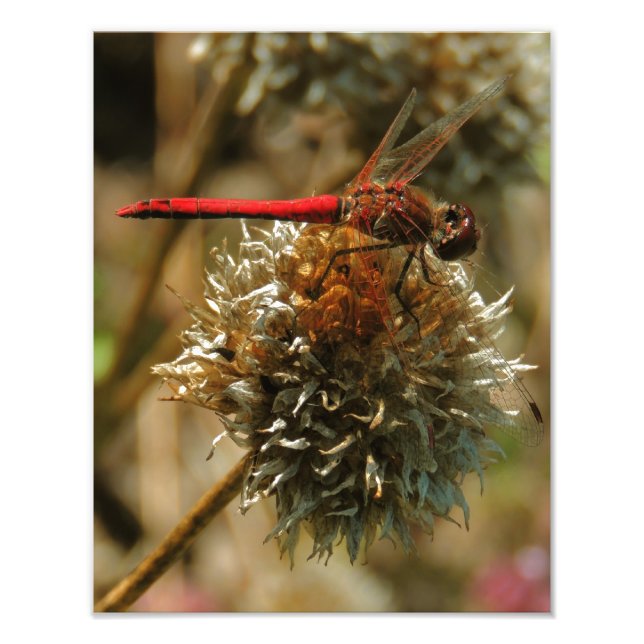 Red Fall Dragonfly Photo Print (Front)