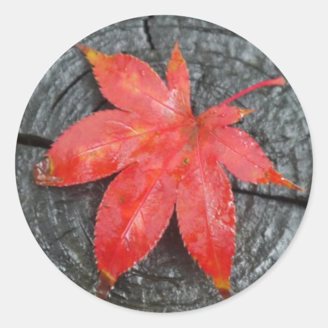 Red Fall Rustic Red Maple Leaf Envelope Seals (Front)