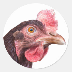 Red Feathered Chicken Egg Layer Hen Classic Round Sticker