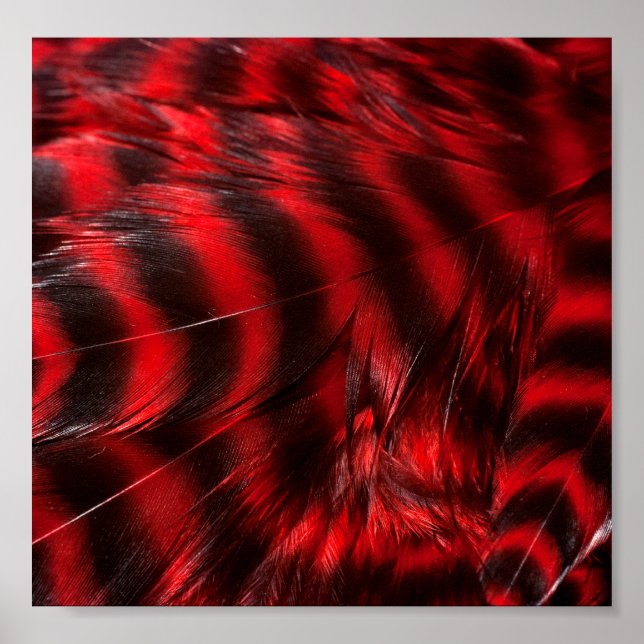 Red Feathers Poster (Front)