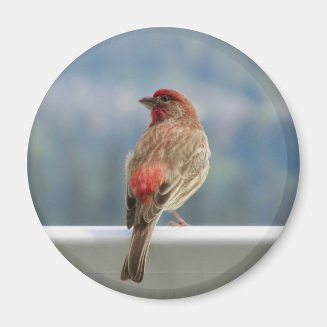 Red Finch Checking out the View. Magnet (Front)