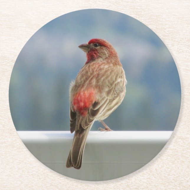 Red Finch Checking out the View. Round Paper Coaster (Front)
