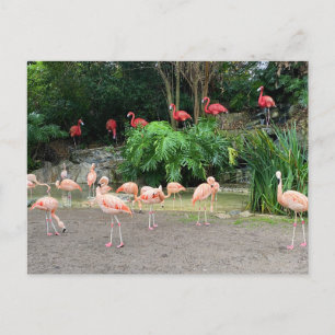 "Red Flamingos" and Pink Flamingos  Postcard