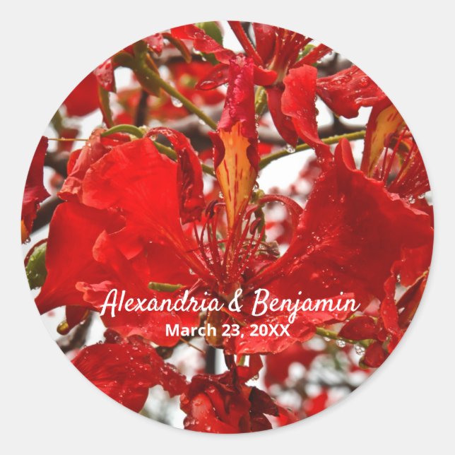 Red Floral Flamboyant Personalise Nature Classic Round Sticker (Front)