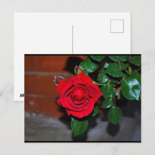 Red Floral Rose Postcard
