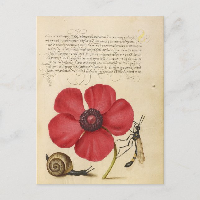 Red Flower And Snail Postcard (Front)