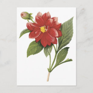 Red flower botanical illistration; Double dahlia Postcard