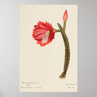 Red Flower Cactus Botanical Art Poster