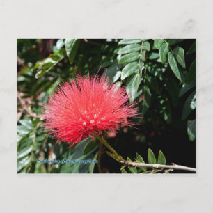 Red Flower - Calliandra Postcard