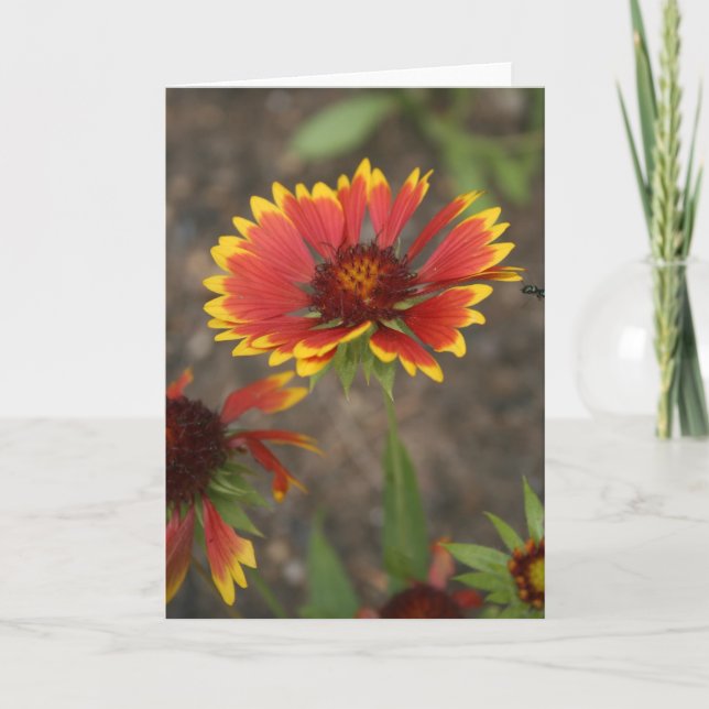Red Flower Card (Front)