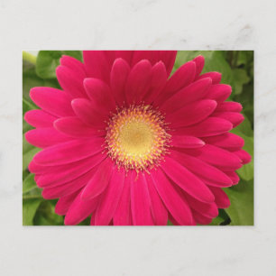 Red Flower Frameable Post Card 7x5
