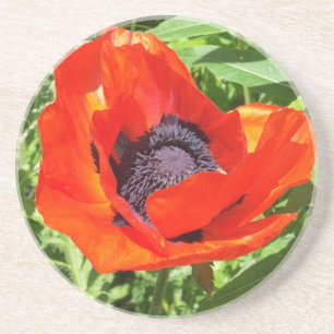 Red Flower in Full Bloom Coaster